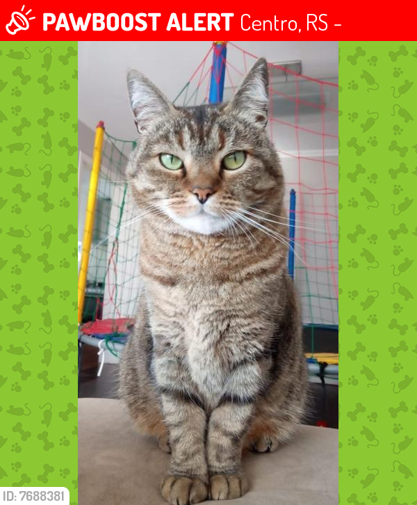 Lost Male Cat last seen Rua Santa Cruz com Rua Uriguai, Centro, RS 96015-710