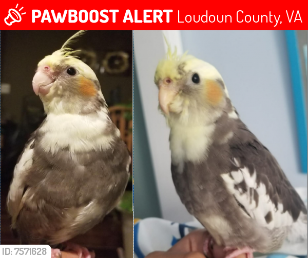 Lost Female Bird last seen Pamplin st, near the giant, Loudoun County, VA 20152