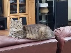 Lost Male Cat last seen Lake Jovita, Dade City, FL 33525