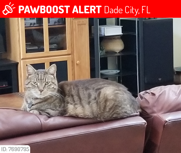 Lost Male Cat last seen Lake Jovita, Dade City, FL 33525