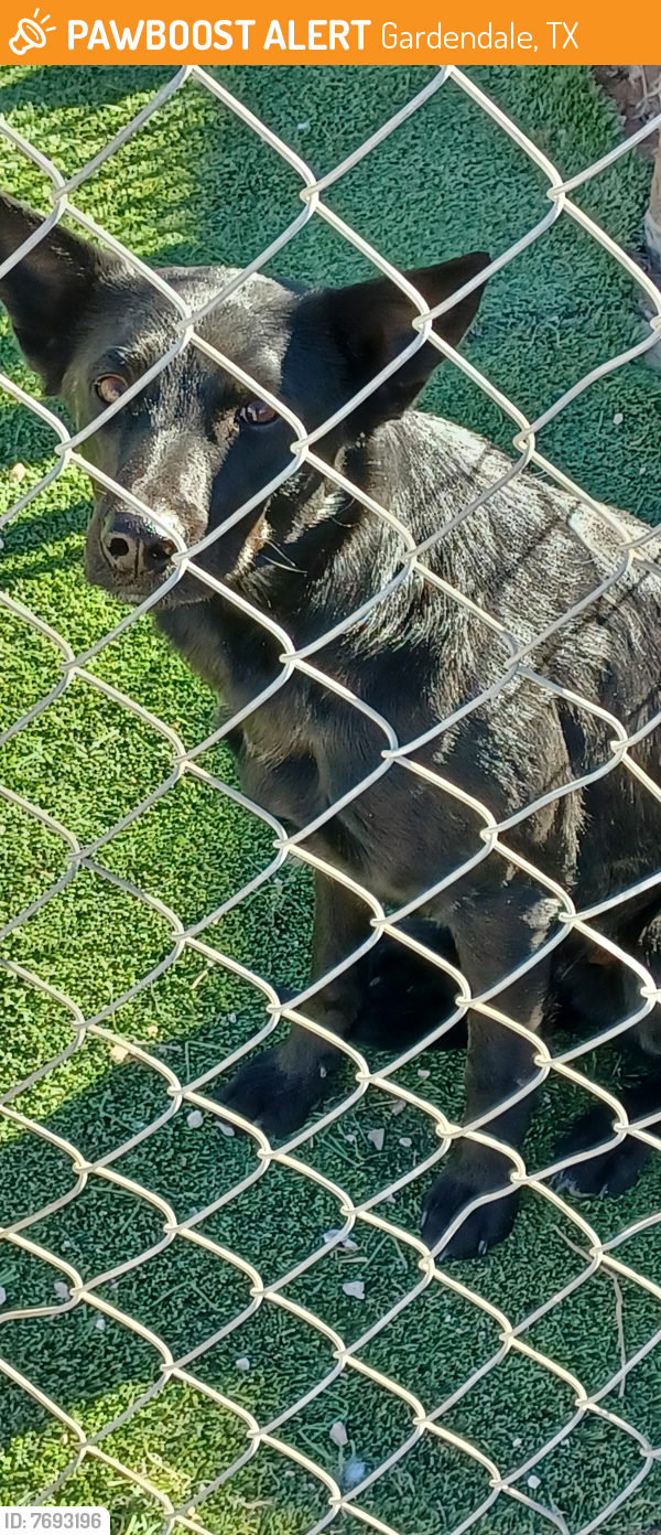 Found/Stray Male Dog last seen Goldenrod n pecan ave, Gardendale, TX 79758