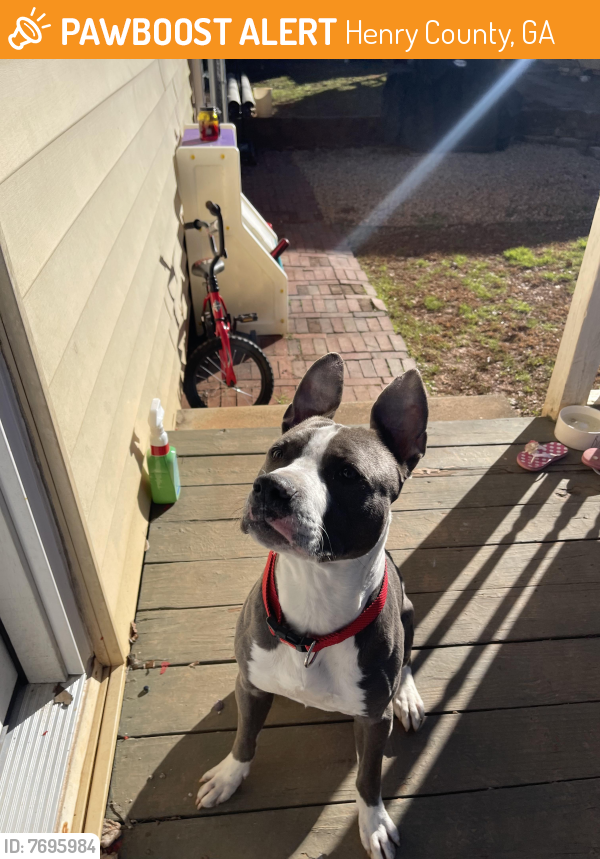 Found/Stray Male Dog last seen Swan Lake Neighborhood, Stockbridge, GA, Henry County, GA 30281