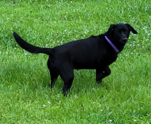 Lost Female Dog last seen Penderlea Hwy, Willard, NC 28478