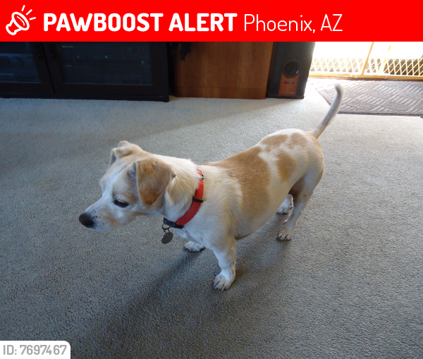 Lost Female Dog last seen 36th Street & Thomas 85018, Phoenix, AZ 85008