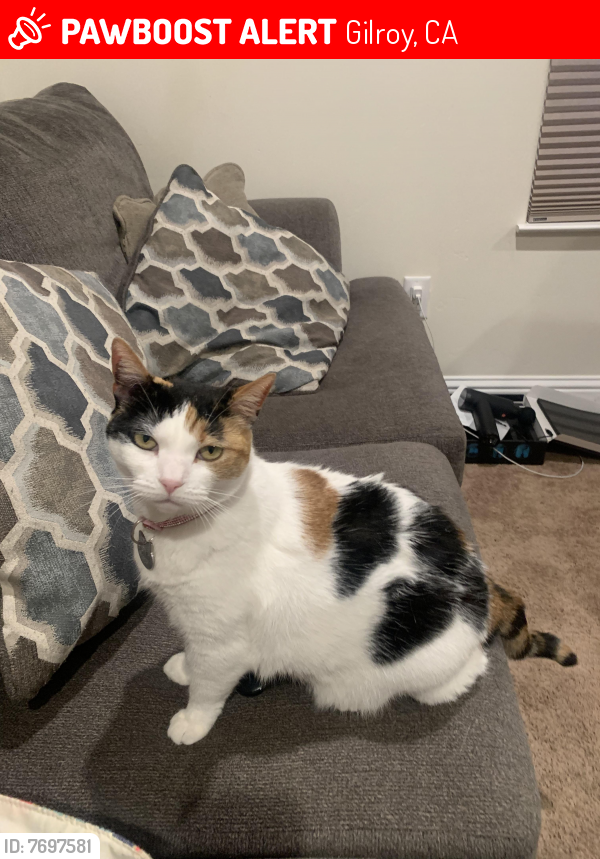 Lost Female Cat last seen Day Road/Dryden Ave, Gilroy, CA 95020