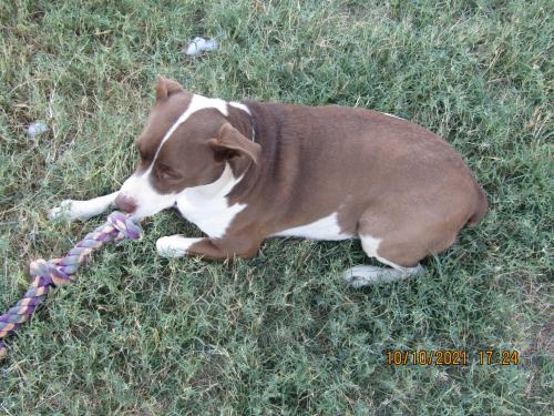 Lost Female Dog last seen 62nd Ave and camelback , Phoenix, AZ 85033