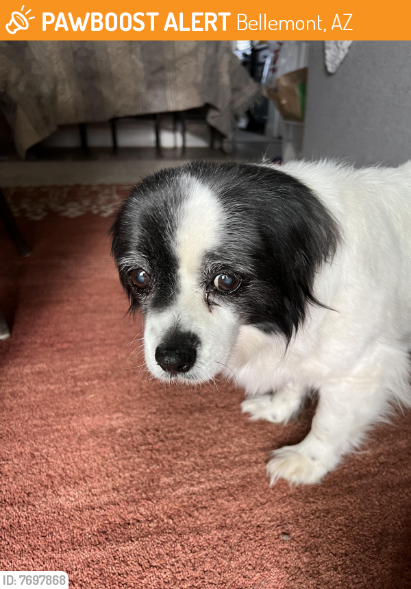 Found/Stray Female Dog last seen In the grass at the park, Bellemont, AZ 86015