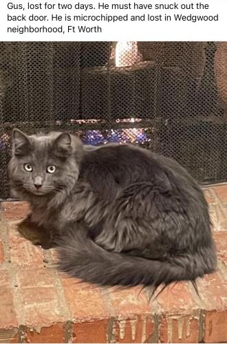 Lost Male Cat last seen Woodway, Fort Worth, TX 76133