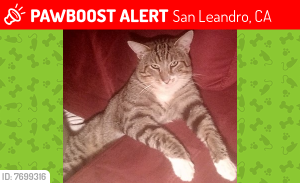 Lost Male Cat last seen 167th Ave and Los Banos, San Leandro, CA 94578