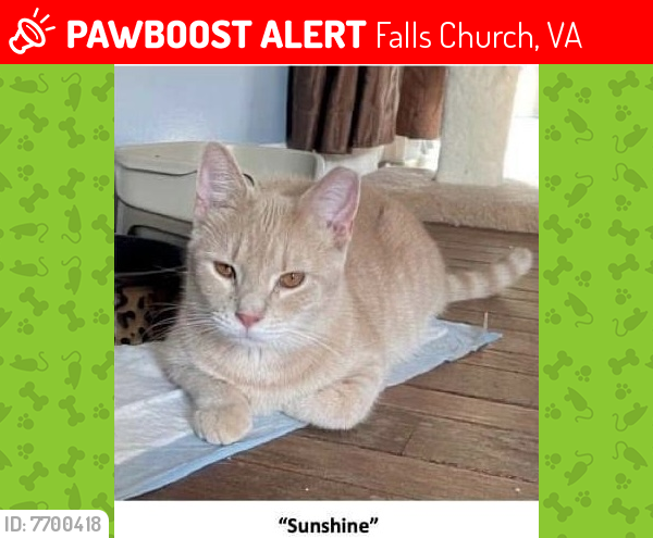 Lost Male Cat last seen Ellison st & Parker st, Falls Church, VA 22046