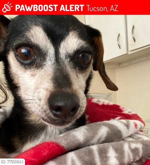 Lost Female Dog last seen 1st and grant, Tucson, AZ 85705