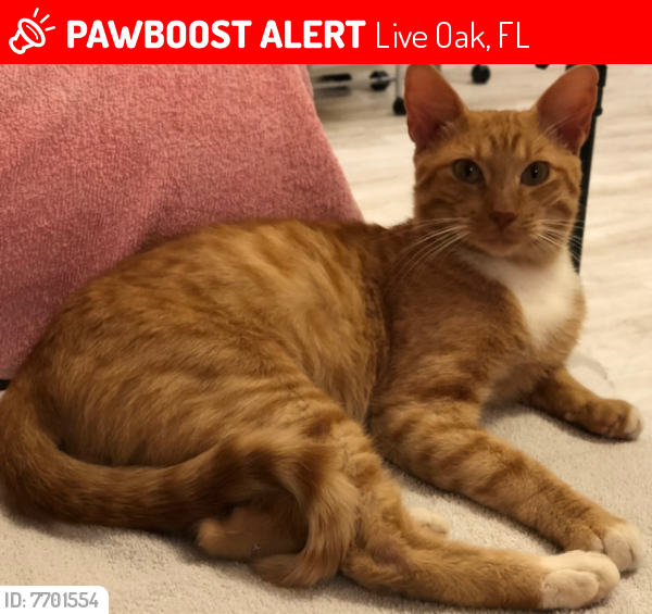 Lost Male Cat last seen 76th St. (Mitchell) between Rocky Sink (169th Rd) & 165th Road, Live Oak, FL 32060