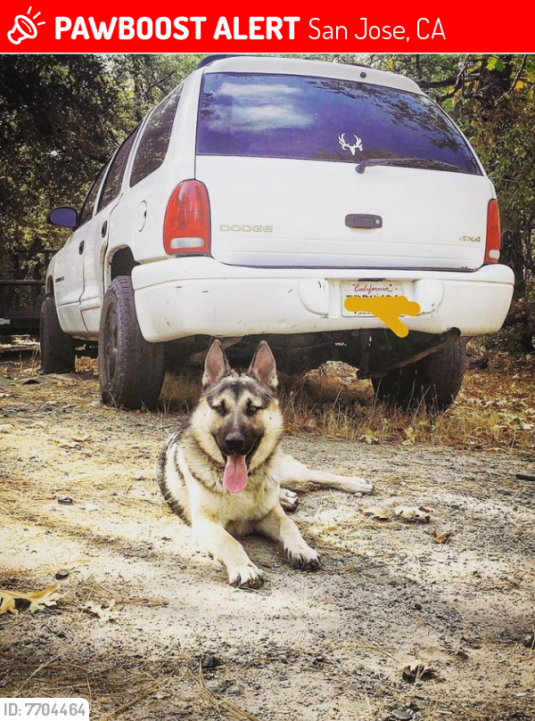 Lost Male Dog last seen Hes somewhere in San jose he was stolen, San Jose, CA 95112