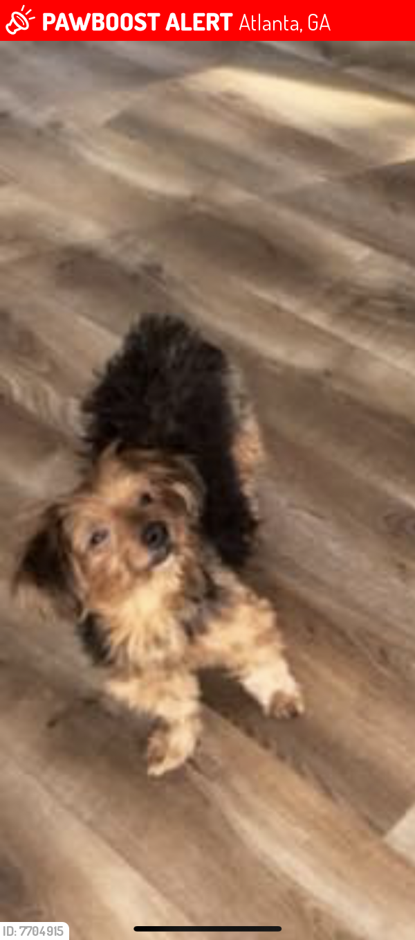 Lost Male Dog last seen Renault & Macedonia , Atlanta, GA 30354