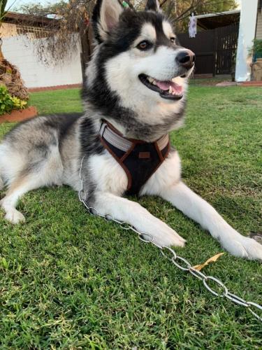 Lost Male Dog last seen 75th and camelback , Glendale, AZ 85303