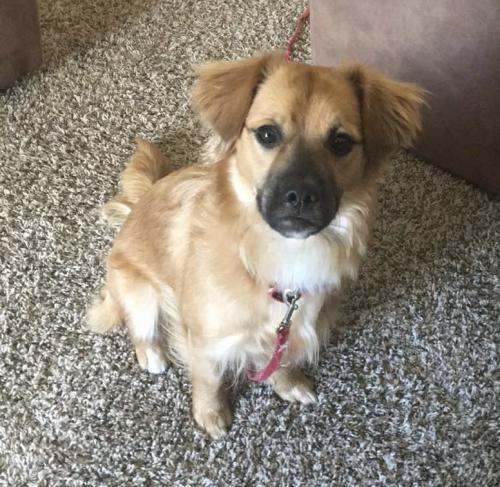 Lost Male Dog last seen Near and 31St St 79103, Amarillo, TX 79103