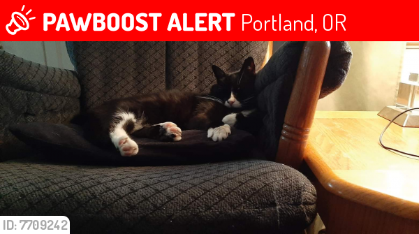 Lost Female Cat last seen 77th se Holgate , Portland, OR 97206