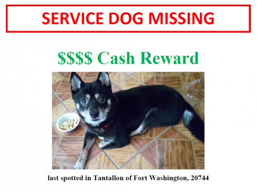 Lost Female Dog last seen W Tantallon Dr & Fort Washington Rd, Fort Washington, MD 20744, Fort Washington, MD 20744