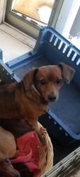 Reunited Female Dog last seen 181st Ave and Everett Ct, Gresham, OR 97230