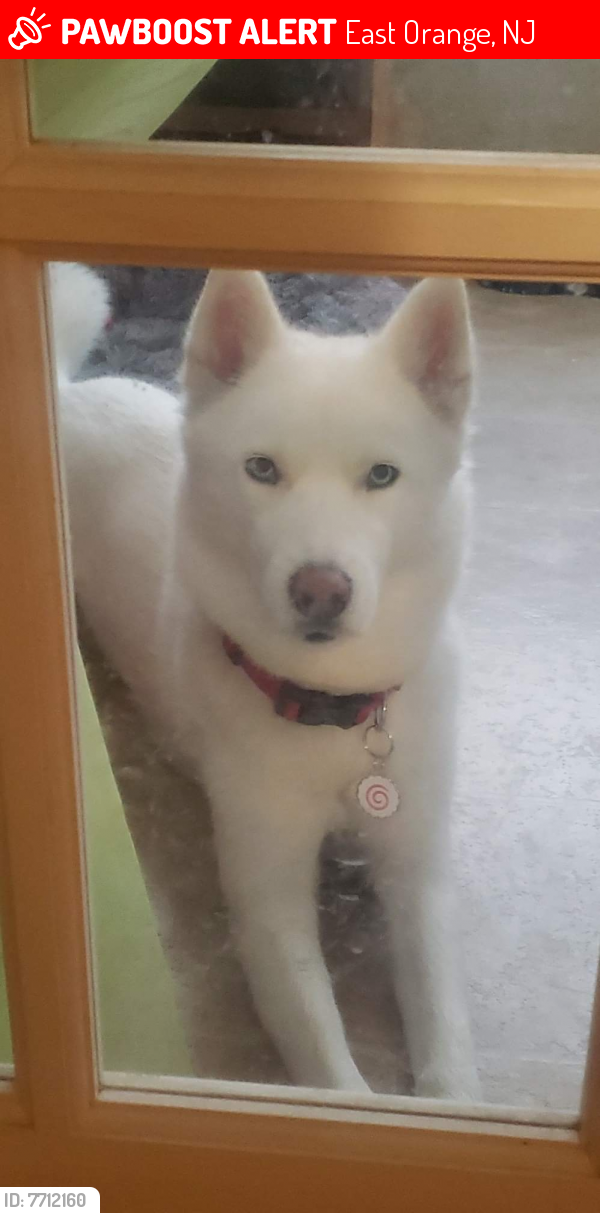 Lost Male Dog last seen Amherst st.& Elmwood st, East Orange, NJ 07018