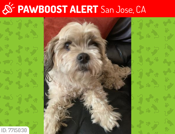 Lost Female Dog last seen White and Ocala, San Jose, CA 95148