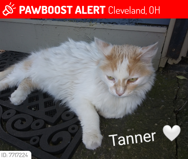 Lost Male Cat last seen Auburn/Starkweather & West 10th, Cleveland, OH 44113