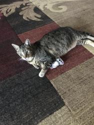 Lost Male Cat last seen Lionel and Ryan Ave, Abita Springs, LA 70420