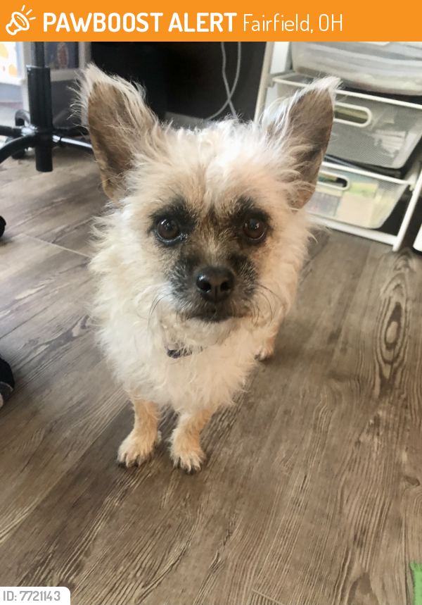Rehomed Unknown Dog last seen Warehouse next to Ohio Valley Antique Mall, Fairfield, OH 45014
