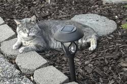 Lost Male Cat last seen Hastings Way/Barbour, Fairfield, CA 94534