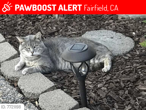 Lost Male Cat last seen Hastings Way/Barbour, Fairfield, CA 94534