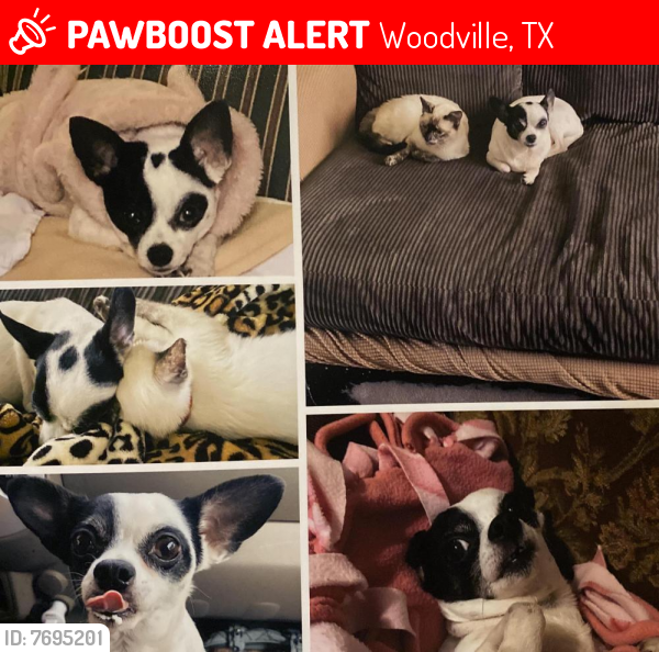 Lost Female Dog last seen Near South Magnolia Street, Woodville, Texas, Woodville, TX 75979