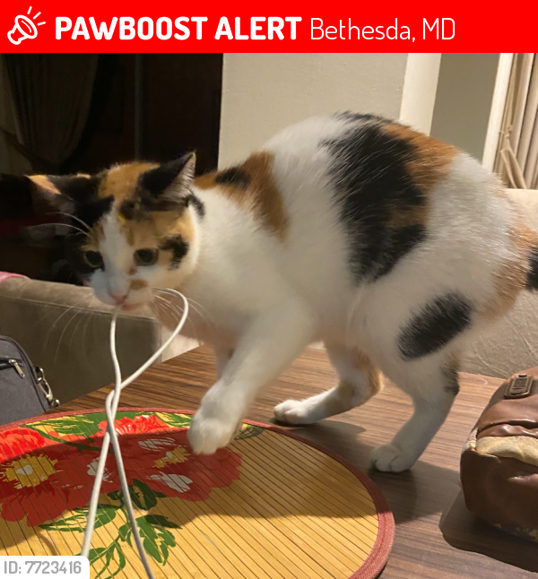 Lost Female Cat last seen fleming ave and lone oak , Bethesda, MD 20814