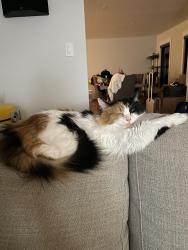 Lost Female Cat last seen Nearest “Landmark”: Fonta Flora Brewery , Nebo, NC 28761