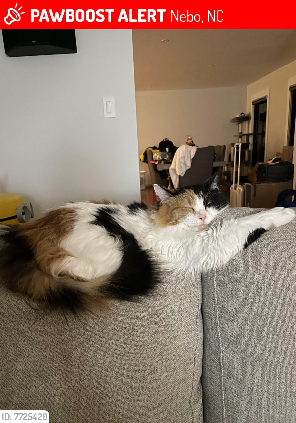 Lost Female Cat last seen Nearest “Landmark”: Fonta Flora Brewery , Nebo, NC 28761