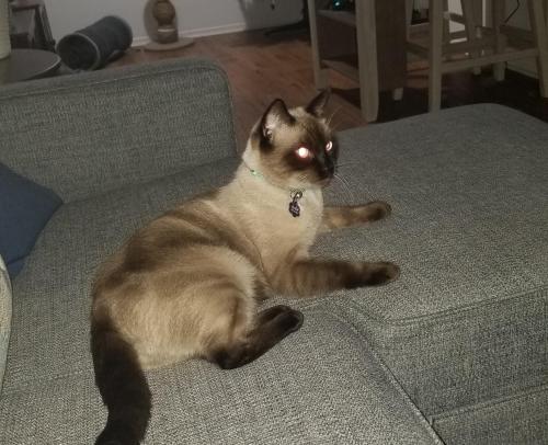 Lost Female Cat last seen Complex by golf course , Rancho Viejo, TX 78575