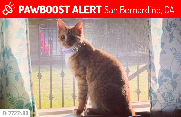 Lost Male Cat last seen Near Kendall Drive San Bernardino, Ca. 92407, San Bernardino, CA 92407