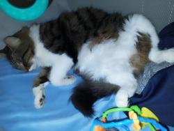 Reunited Female Cat last seen GOOD LUCK RD AND AUBURN AVE, East Riverdale, MD 20737