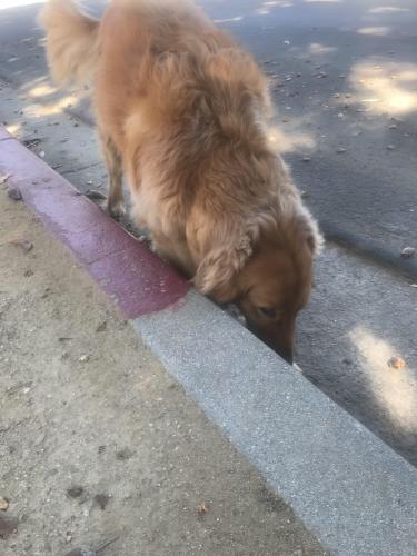 Lost Unknown Dog last seen Chino/ Victoria , Santa Barbara, CA 93101
