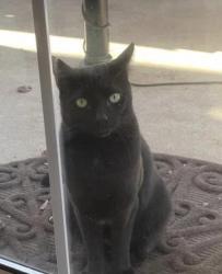 Reunited Male Cat last seen Chastain and Canton Road, Marietta, GA 30066
