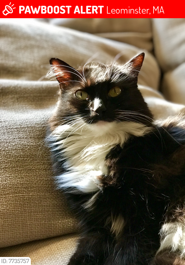 Lost Male Cat last seen Lynnhaven rd., Leominster, MA 01453