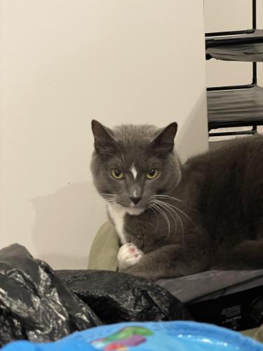Lost Male Cat last seen Eaglehead Dr and brewerton ln in linganore hamptons, Linganore-Bartonsville, MD 21774
