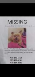 Lost Male Dog last seen South 40th street , Van Buren, AR 72956