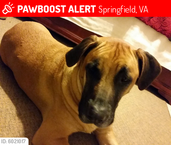 Lost Female Dog last seen Near Fullerton Rd, Springfield, VA 22150, Springfield, VA 22150