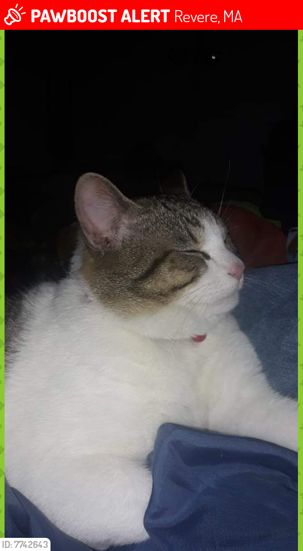 Lost Male Cat last seen Near Highland St, Revere, MA 02151