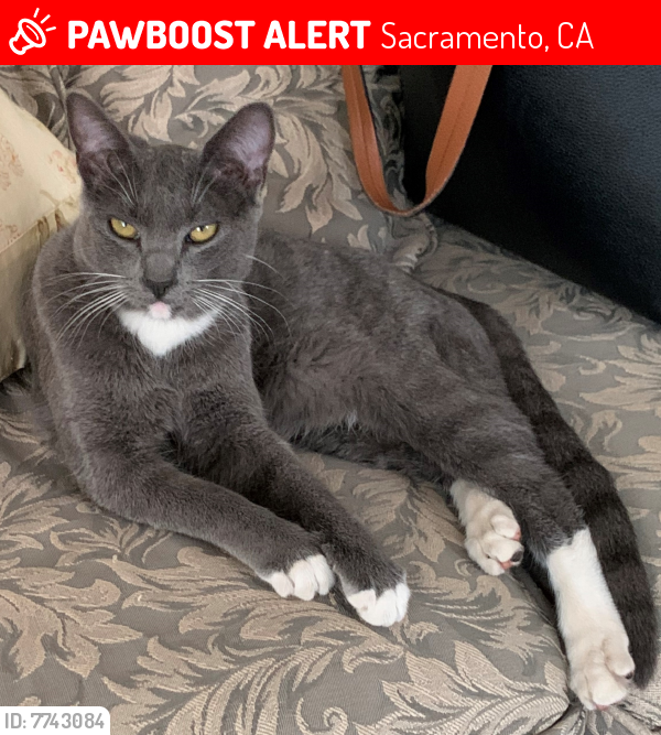 Lost Female Cat last seen 61st and 1st ave, Sacramento, Sacramento, CA 95817