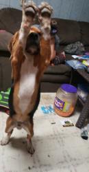 Lost Male Dog last seen Speedway road, Wilkesboro, NC 28697