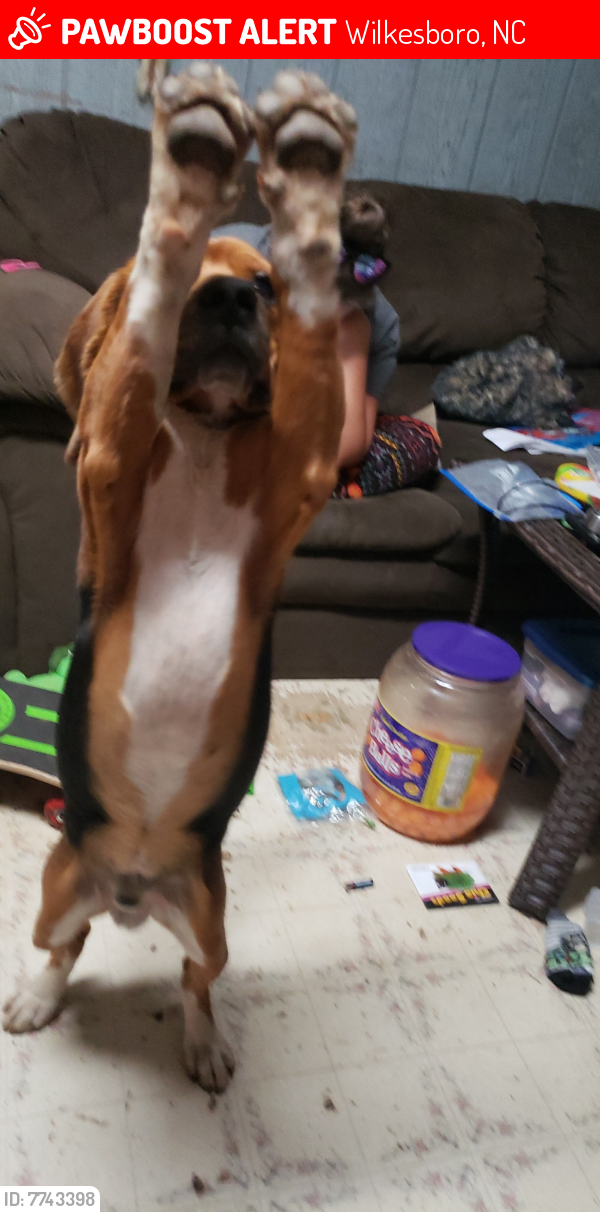 Lost Male Dog last seen Speedway road, Wilkesboro, NC 28697