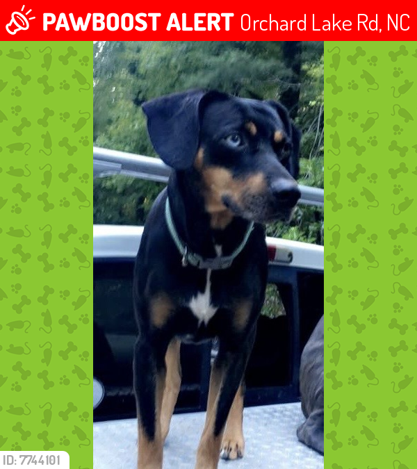 Lost Male Dog last seen Greenville Street , Orchard Lake Rd, NC 28773