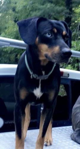 Lost Male Dog last seen Greenville Street , Orchard Lake Rd, NC 28773