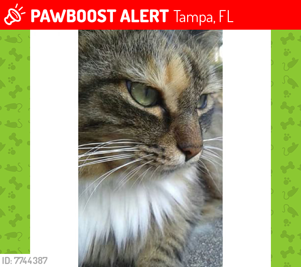 Lost Female Cat last seen W. Cypress Street at N. Fremont Avenue, Tampa, Florida, Tampa, FL 33607